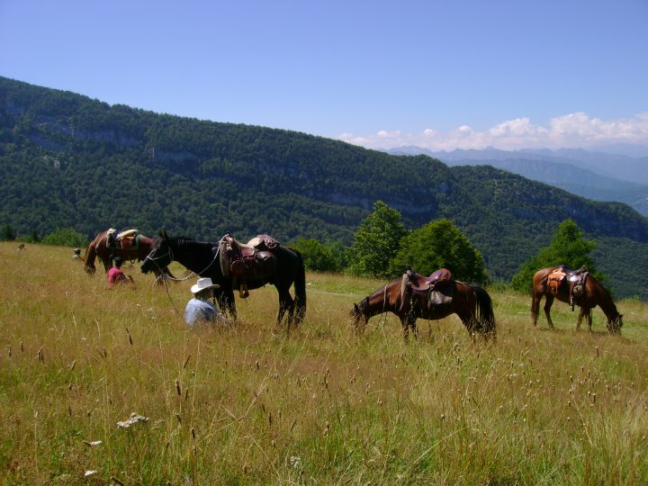 cavalli al pascolo