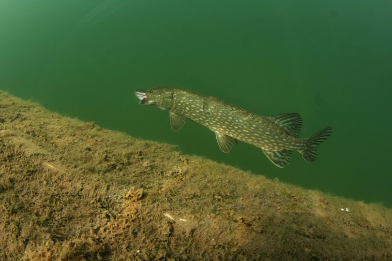 pike