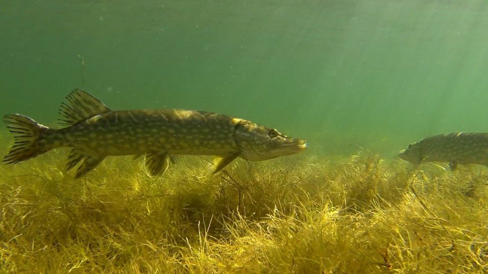 pike fish