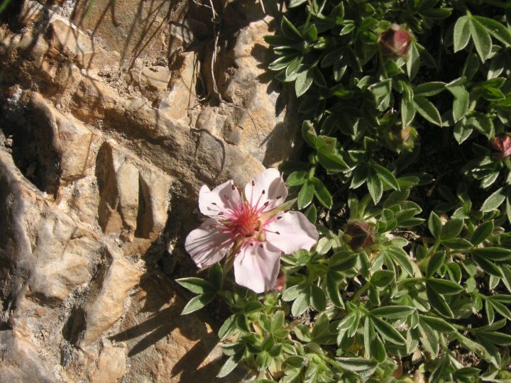 XII APOSTOLI Potentilla nitida