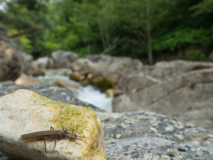 adulto di Plecottero sul rio Ala, Vallagarina, Trentino