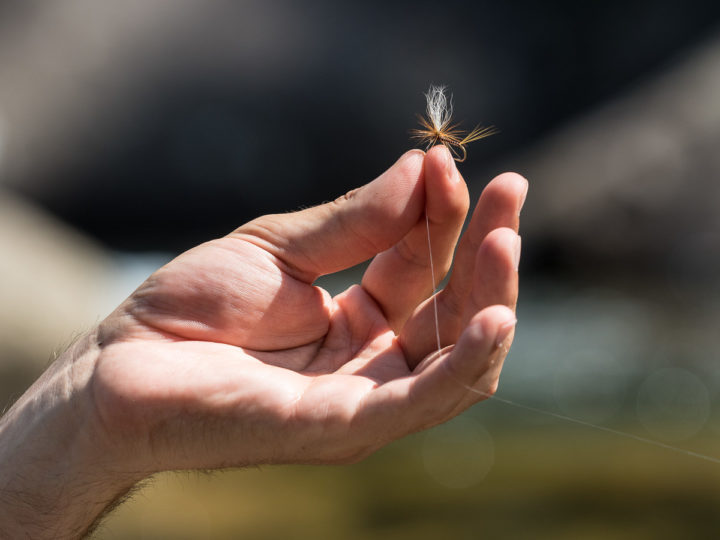 pesca a mosca nel torrente Travignolo, val di Fassa, Trentino