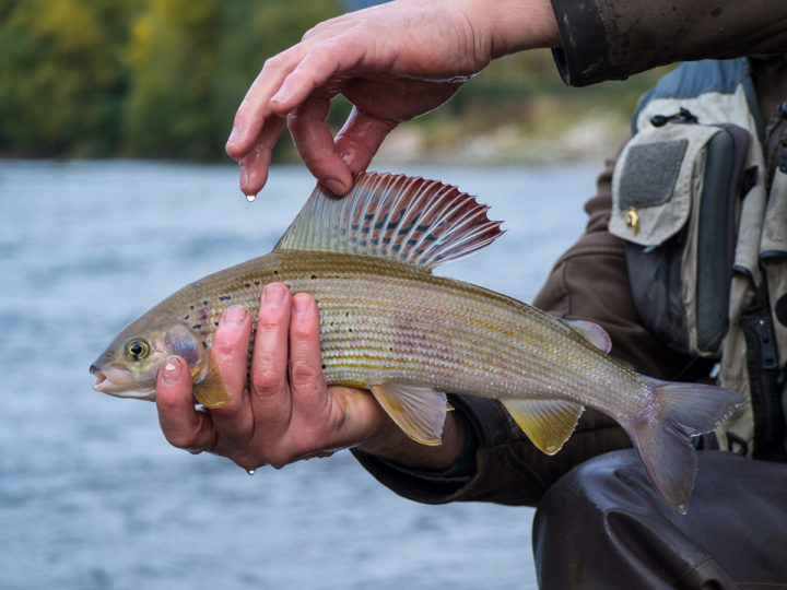 temolo pescato nel fiume Adige presso Ala, Vallagarina, Trentino