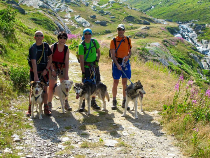 DOGTREKKING ESTIVI