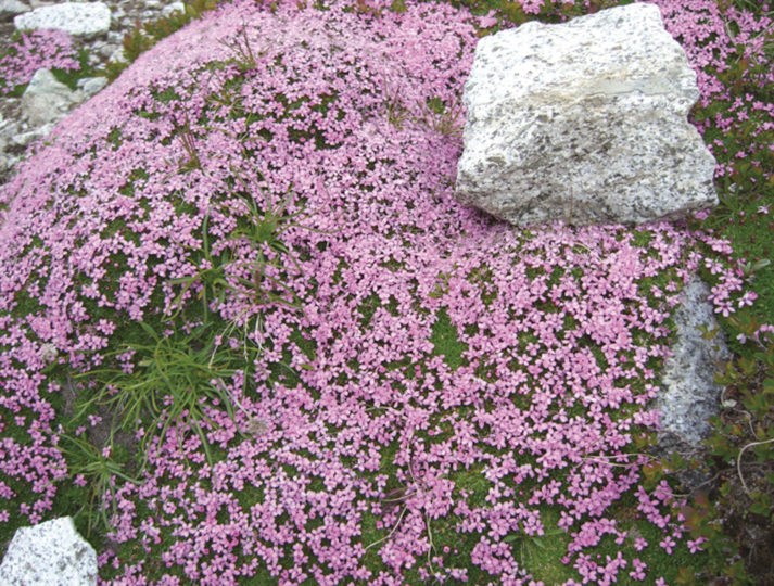 lo-spettacolo-della-flora-alpina_84c8b5f7a70c643e24327a139c53c485